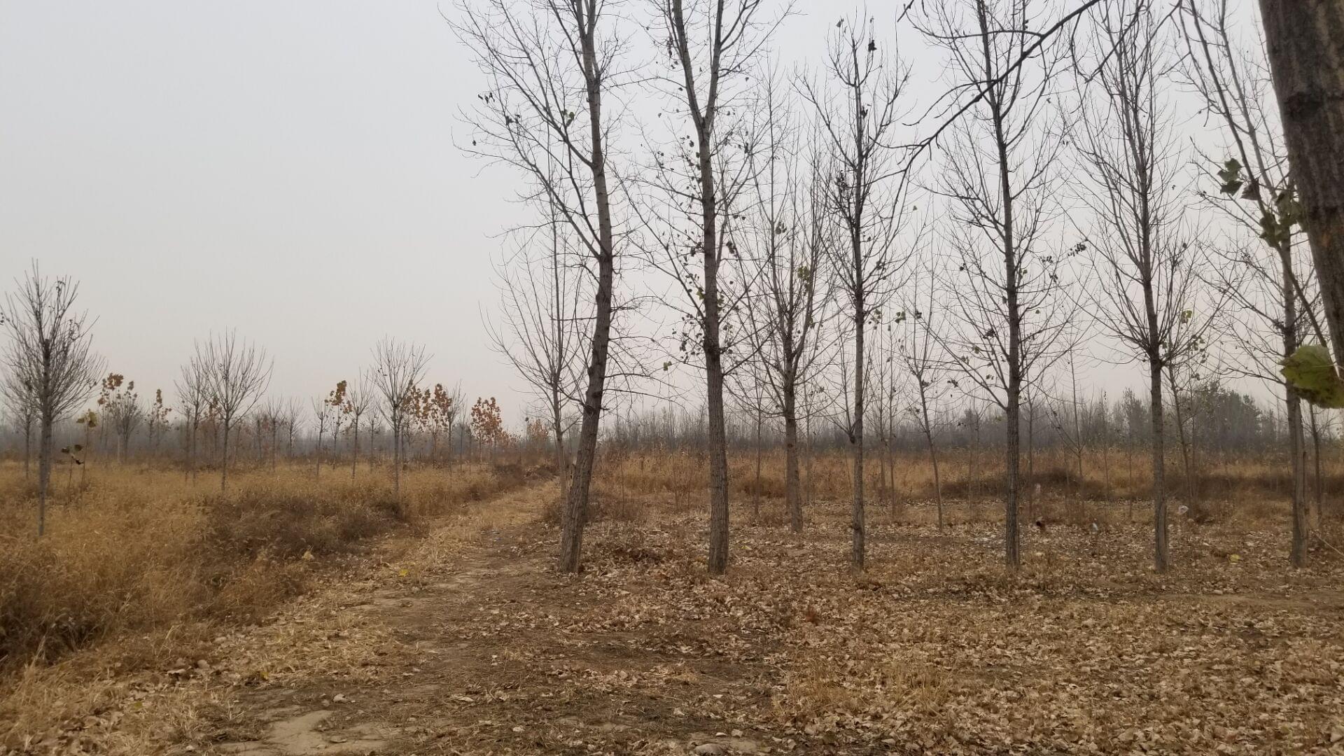 永清县里澜城150亩土地出租（种植养殖）600平米库房